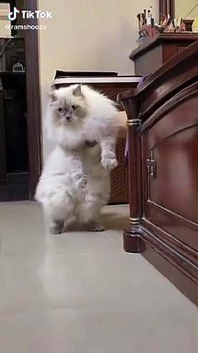 funny cats and animals9