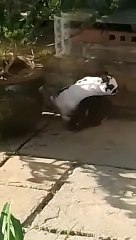 Le lapin espiègle n'arrêtera pas de harceler mabel - Buzz Buddy