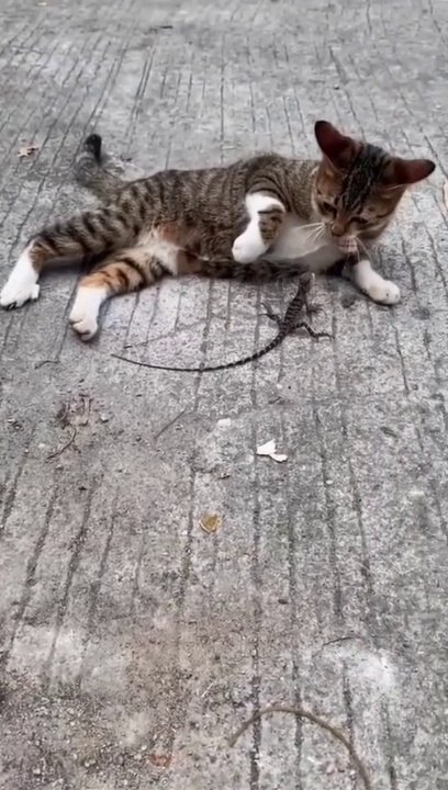 Funny animals video 2022