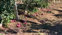 Dürre und Unwetter: Portugals Bauern besorgt um Apfelernte