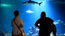«Les poissons ne vont pas arrêter de respirer» : les factures d’électricité salées de l’aquarium de Paris
