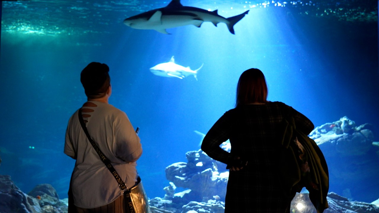 «Les poissons ne vont pas arrêter de respirer» : les factures d’électricité salées de l’aquarium de Paris