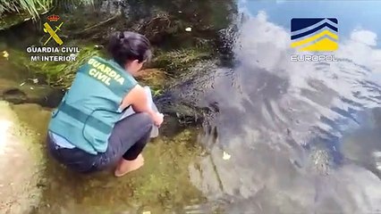 La Guardia Civil en una operación llevada a cabo bajo la coordinación de EUROPOL