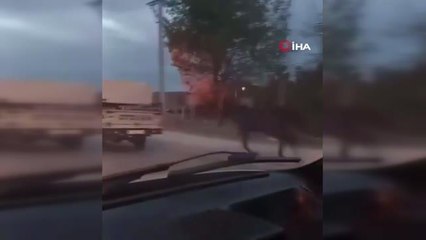 Kamyonetin arakasına bağladıkları atı böyle koşturdular