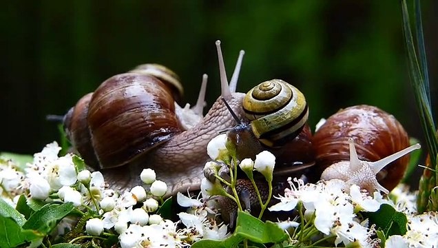 Learn Family Animals: Cat, Horse, Cow, Chicken, Duck - Farm Animal Sounds - Part 2