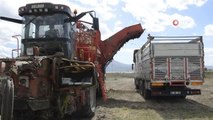 Burdur haberi... Gölhisar'da şeker pancarı hasadı başladı