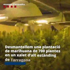 Desmantelan plantación en un Chalet de lujo en Tarragona
