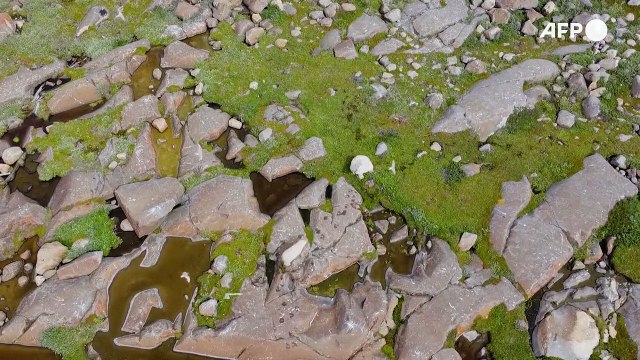Au Canada, les ours polaires face au réchauffement climatique