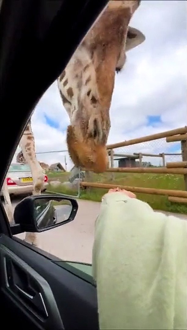 ⁣Close Encounter with a Giraffe