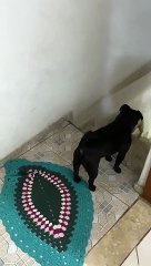 Polite Pug Wipes Paws Before Going Inside