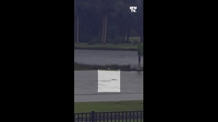Ouragan Ian: un requin aperçu en pleine rue en Floride