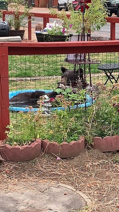 Bear Lounges In Kiddie Pool