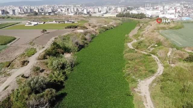 Asi Nehri'nin üzerini kaplayan su sümbülleri temizleniyor
