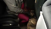 Cão Nero do BPFron encontra quase 3 quilos de Haxixe e Skunk com passageira de ônibus em Umuarama