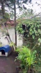 Pool Turned Into Crocodile Habitat