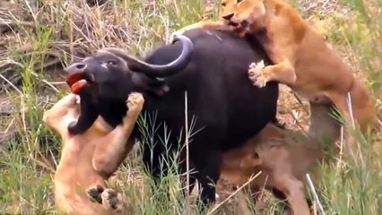 Most- Amazing Moments Of Wild Animal 2022