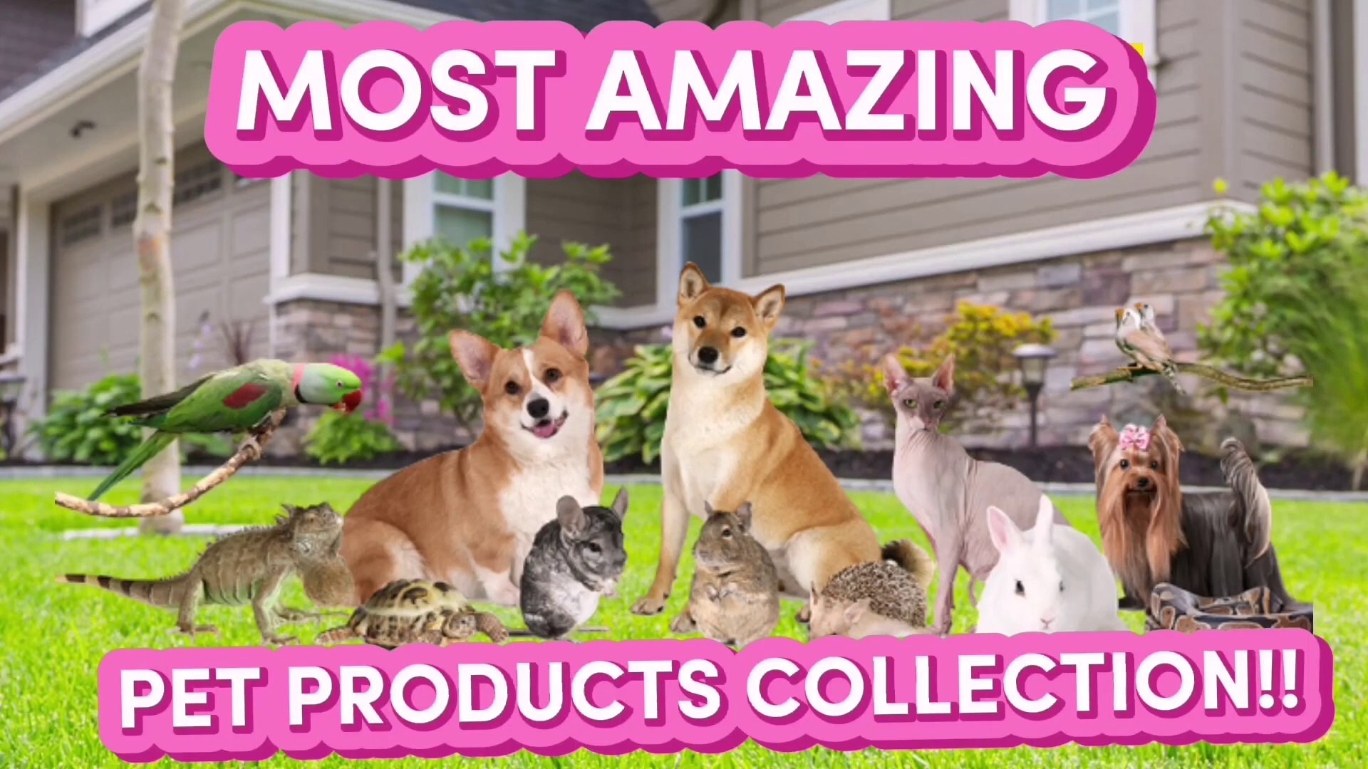 ⁣AMAZING PET GADGETS AND ACCESSORIES COLLECTION YOU HAVE NEVER SEEN!!