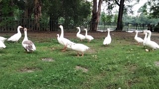 Beautiful Geese For Dogs And Cats | Geese Video By Kingdom of Awais