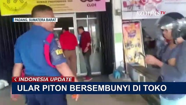Temuan Ular Piton Sepanjang 2,5 Meter di Sela-sela Pintu Ruko, 5 Petugas Damkar Bantu Evakuasi
