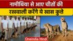 Dog squad in kuno National Park: Video में देखिए कुत्तों की ट्रेनिंग | वनइंडिया हिंदी |*News