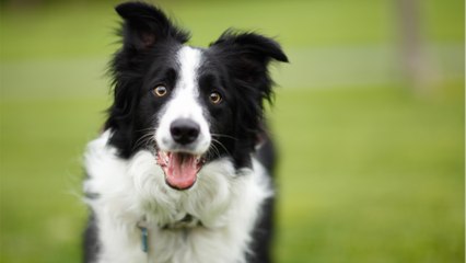 This gorgeous Collie who may lose an eye spent ages in the shelter and is longing for a loving home