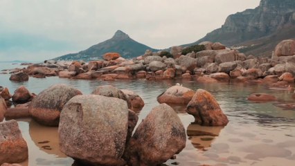 Chinese four pests campaign history and it's side effects