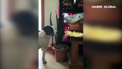 Yemeği kapan köpeğin inanılmaz mutluluğu