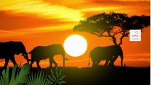 elephants sounds, Species of elephants, elephant habitat