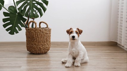 Diese Pflanzen sind giftig für Haustiere