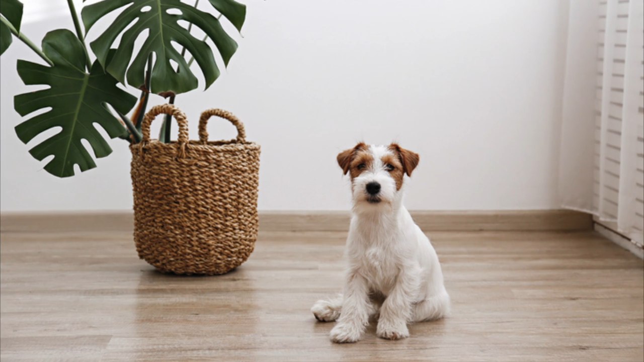 Diese Pflanzen sind giftig für Haustiere