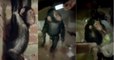 Trois chimpanzés en danger après avoir été enlevés par des braconniers qui exigent une rançon