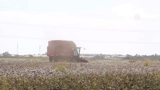 Antalya haberleri! Antalya Valisi Ersin Yazıcı, Serik ilçesinde pamuk hasadına katıldı