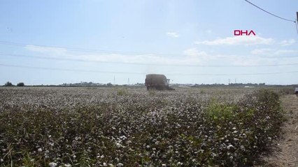 VALİ YAZICI PAMUK HASADINA KATILDI