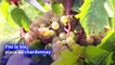 Vin: avec le changement climatique, le chardonnay prend racine dans le nord de la France