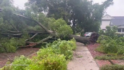 Uragano in Florida, un albero finisce sui cavi della linea elettrica