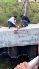 Rescuing a Squirrel That Fell into the Sea