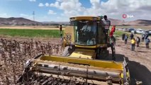 Sivas yerel haberi... Sivas'ta yağlık ayçiçeği hasattı yapıldı, 15 bin ton ürün bekleniyor