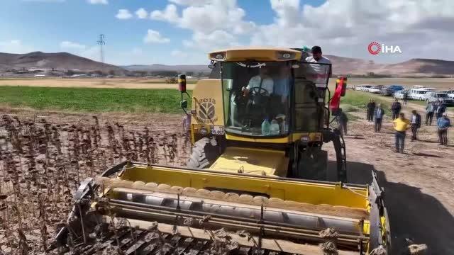 Sivas yerel haberi... Sivas'ta yağlık ayçiçeği hasattı yapıldı, 15 bin ton ürün bekleniyor