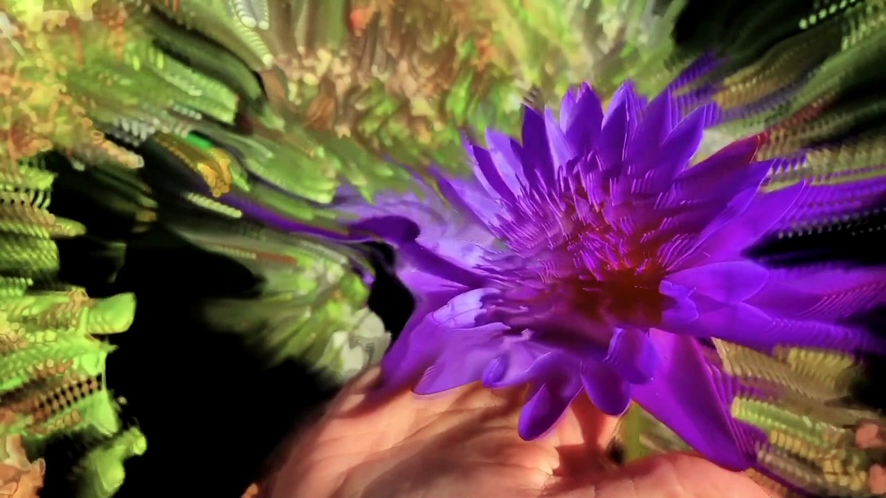 Super Natural - Trailer