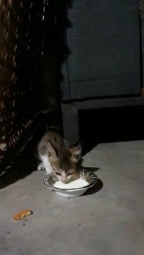 Kittens drinking milk on the street in India