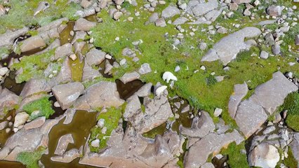 الدببة القطبية تخسر فرائسها وموئلها الجليدي بفعل الاحترار