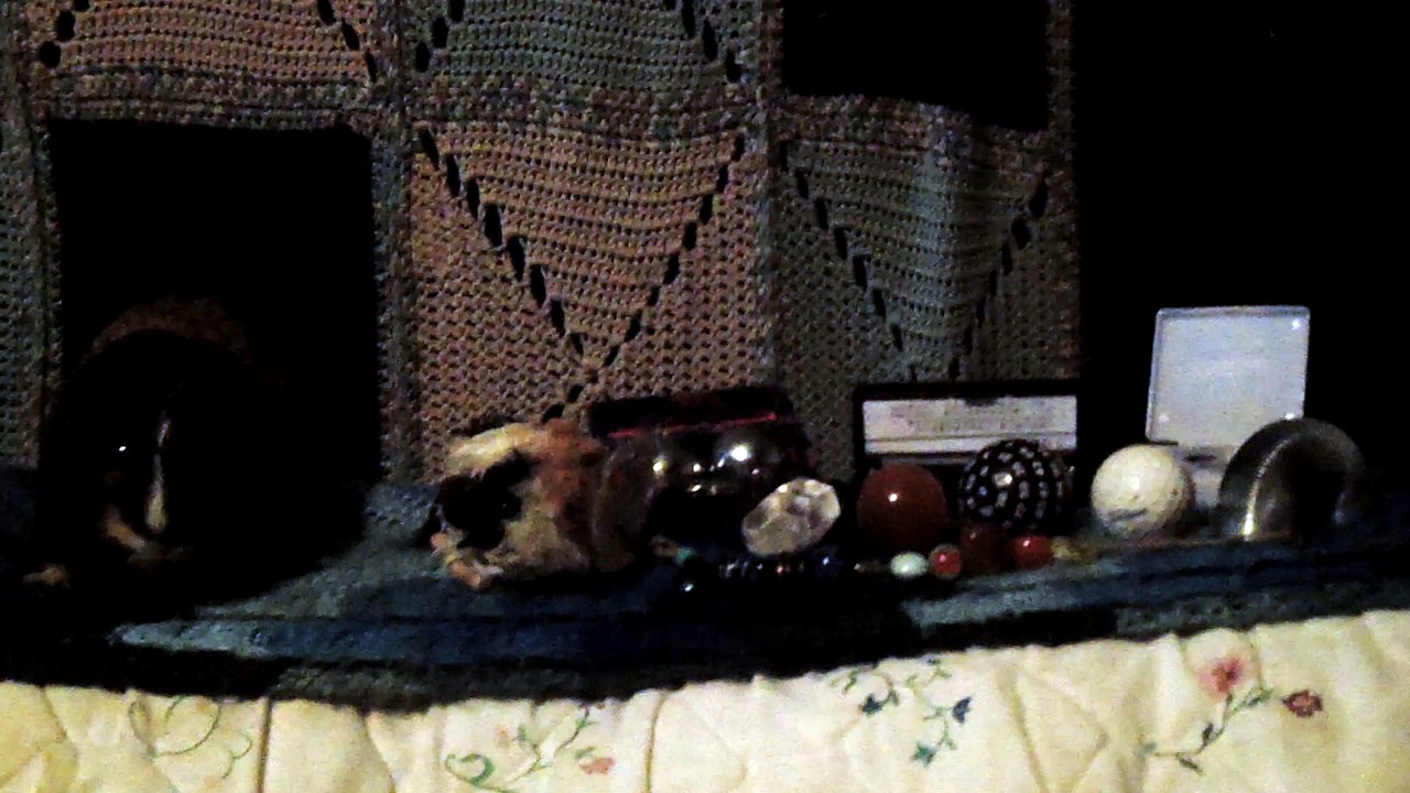 CAVIA PORCELLUS IRIS 102_8658