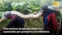 Capturan a una enorme serpiente pitón de 7 metros embarazada en una jungla de Indonesia