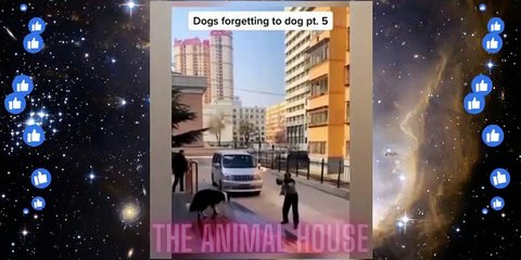 Funniest Animals Video - Funny Dogs And Cats - Try Not To Laugh Animals 2022