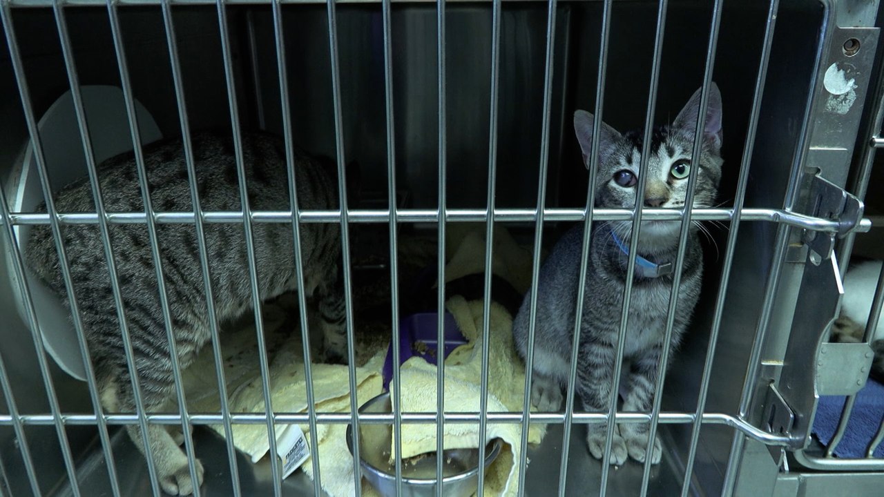 Yavapai Humane Society Pet of the Week 2 video Dailymotion