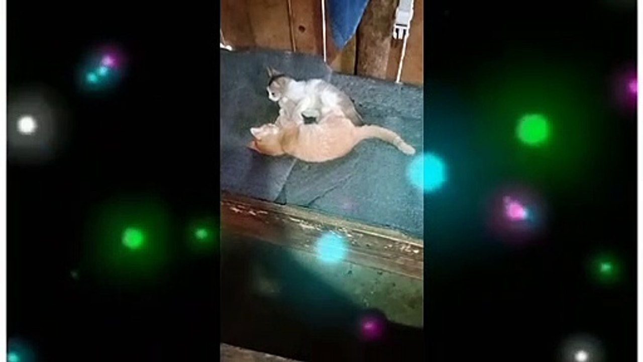 Tow cats playing in home. life tips two cats in the house video