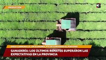 SALA CINCO | Ganadería: los últimos remates superaron las expectativas en la provincia