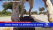 EEUU: Perro “Skater” logra romper record Guinness