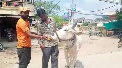 लंपी संक्रमण: संक्रमित में से आधे गोवंश रिकवर