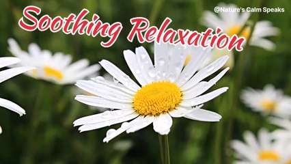 soothing relaxation । music । calm । raindrops । sunlight